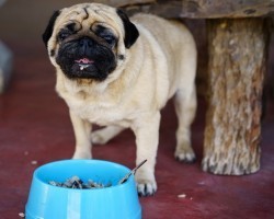 Two Proteins You Shouldn’t be Feeding Your Dog. Why? They Can Cause Your Dog to Have Serious GI Upset!