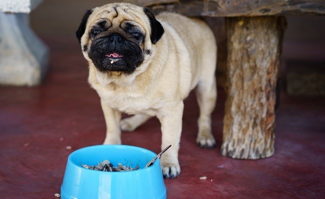 pug eating near bowl