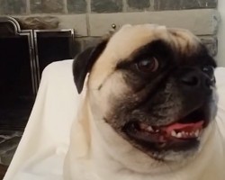 (VIDEO) And You Thought Your Pug Was Adorable?! You’ll Never Believe What This Darling Pug Can Do…