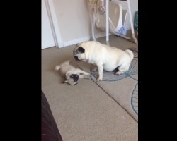 (VIDEO) When a Naughty Pug Needs Disciplining, Watch How the Nanny Pug Keeps Him in Line – LOL!
