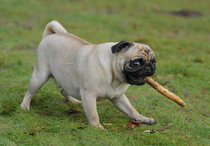 pug playing