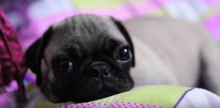 pug puppy