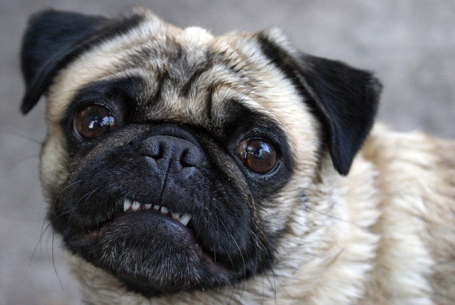 pug showing teeth