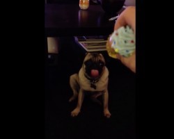 (VIDEO) Pug Hears His Squeaky Toy. What Kind of Reaction it Causes? I Never Expected THIS! Ha ha!