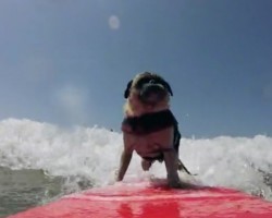 (VIDEO) Surf’s Up! This Pug Knows How to Handle the Surf in This Incredible Seafaring Video!