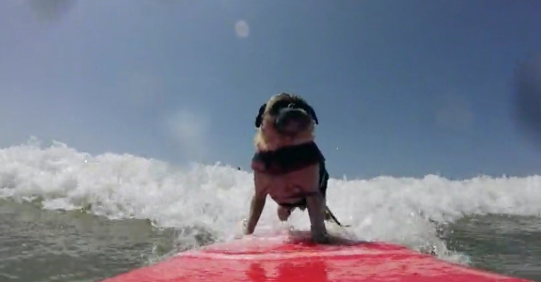 pug surf