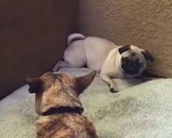 (Video) Spoiled Pug Throws the Ultimate Temper Tantrum. Now be Prepared to Laugh Hysterically Over the Reason Why!