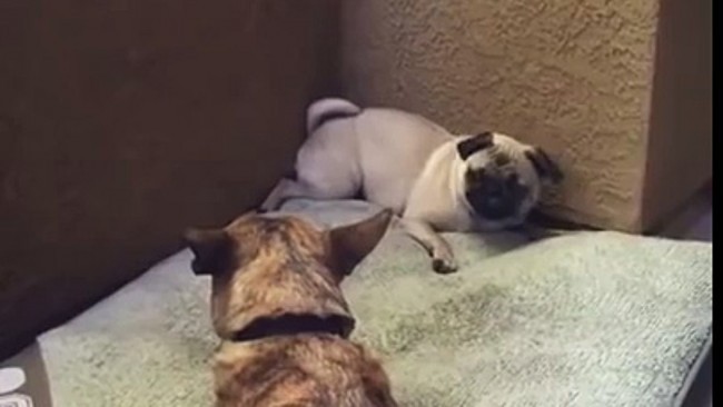 pug temper tantrum over bone