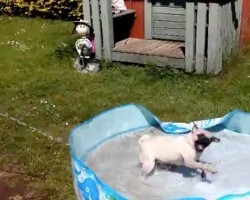 (VIDEO) Pug is Fascinated With the Water and Hose. When You See How Crazy He Becomes? OMG!