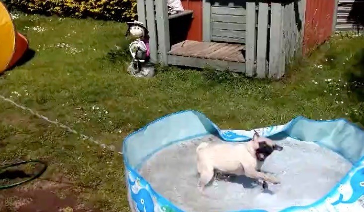 pug water fun