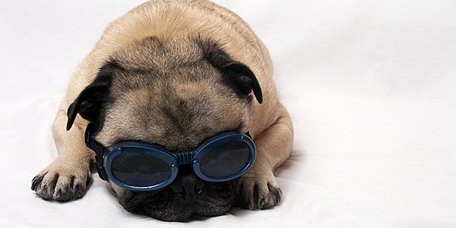 pug wearing glasses