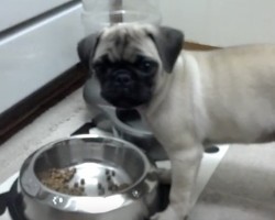 (VIDEO) It’s a Pug Puppy’s Dinner Time. When He Starts to Munch Down? You’ll Never Guess What Sounds He Makes!