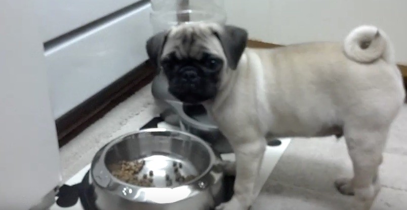 pug whine