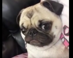 (VIDEO) This Pug Sure Knows How to Yawn. When You See Just How Darn Cute it Is? You’ll Be Putting This Video on Replay!