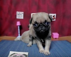 (VIDEO) This Insidious: Chapter 3 Pug Edition is SO Scary, I Had to Hide in a Corner! LOL!