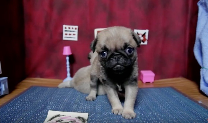 scary pug