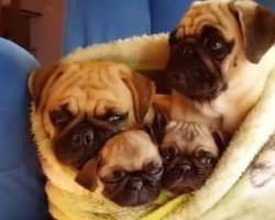 (VIDEO) Family of Pugs Are Snug as a Bug in a Rug. Now See How Loving They Are Toward Each Other!