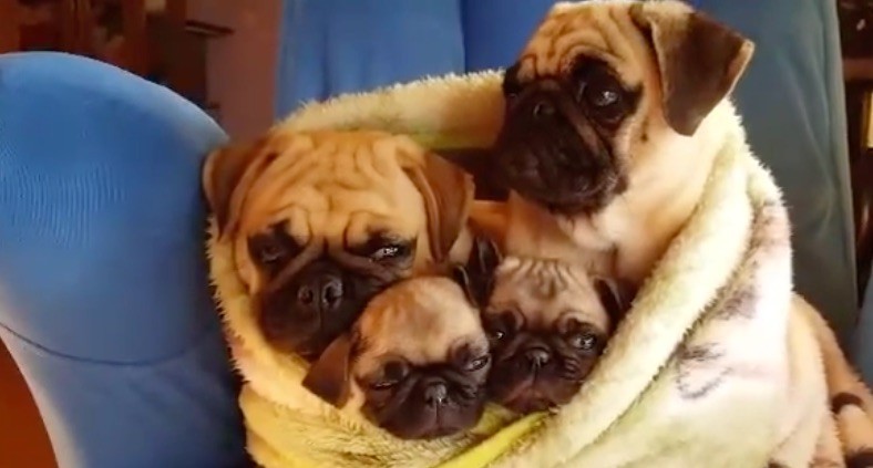 snug pugs