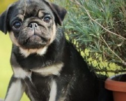 12 Dogs That Have the Most Unique and Beautiful Coat Patterns. The Last One Takes My Breath Away.