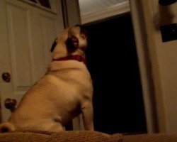(VIDEO) This Pug is Really Upset When Her Mom Leaves. Now Listen to Her Sad But Adorable Cries!