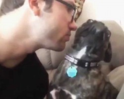 (VIDEO) Pug Says No to Dad’s PDA Request in the Most Hilarious Fashion EVER…