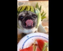 (VIDEO) This Pug LOVES Watermelon. Now Wait Until You See What the Owner Does With the Watermelon’s Shell…