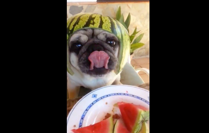 watermelon pug