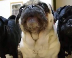 (VIDEO) These Pugs Know What it Means to be Guard Dogs. When One of Them Does THIS On Command? Bravo!