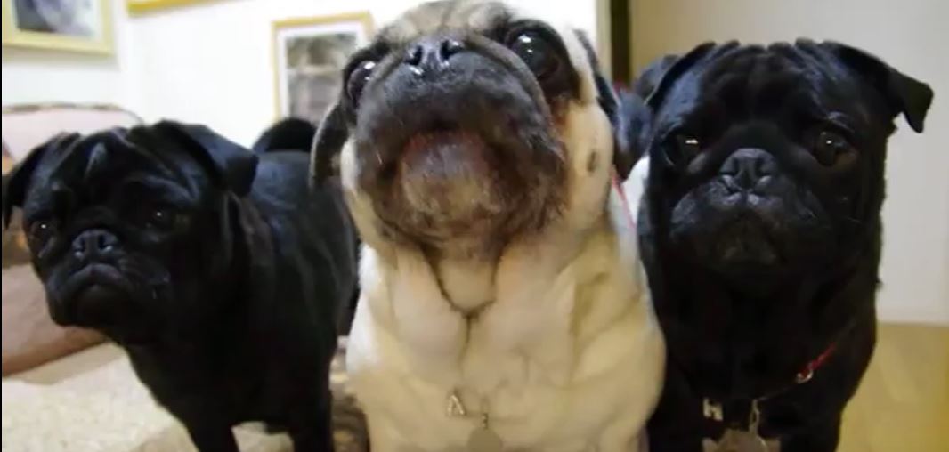 Guard Pugs