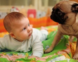 How to Properly Introduce Your Dog to the New Baby in the Family