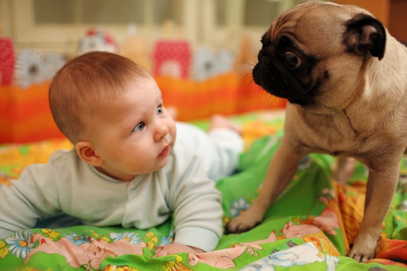 Baby and Pug