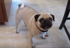 (VIDEO) This Pug Wants to Eat Dinner NOW. What He Does to Show Dad Who’s Boss? OMG!