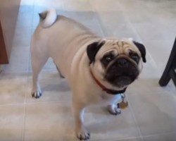 (VIDEO) This Pug Wants to Eat Dinner NOW. What He Does to Show Dad Who’s Boss? OMG!