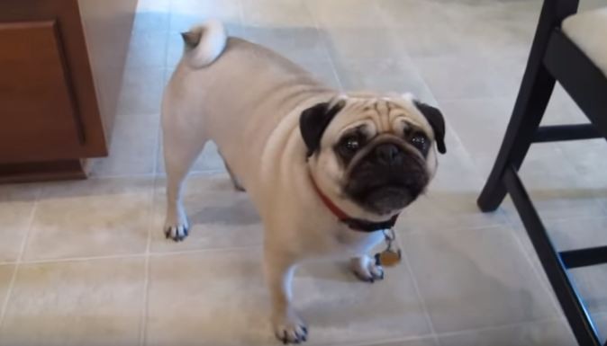 Bandit the Pug wants food