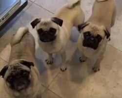 (VIDEO) Dad Offers His 4 Pugs a Banana. Now Keep Your Eyes on the Pugs to See How They Hilariously Respond…