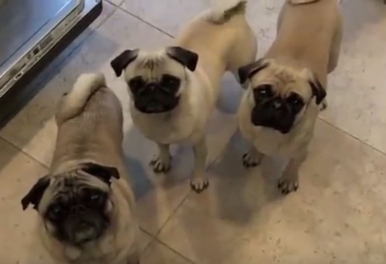 Bunch of Pugs