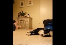 (VIDEO) Dog Shows off His Action Stunts. When You See What He’s Trained to Do? I’m Impressed!