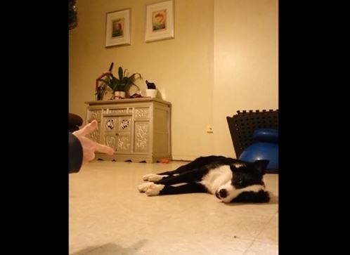 Dog Playing Dead