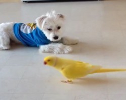 (VIDEO) This Dog Wants to be Friends With a Bird Walking Around in the Kitchen. Now Keep Your Eyes on the Dog…