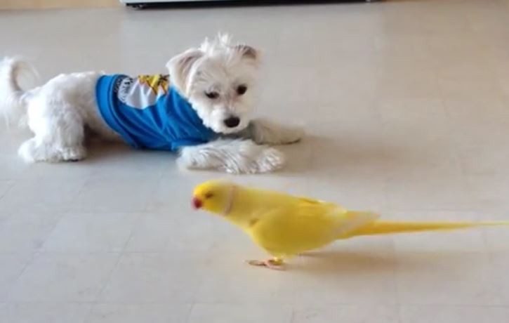 Dog and Yellow Bird