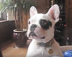 (VIDEO) This Frenchie’s Bark is Unlike Anything You’ve Ever Heard! Just Wait Until You Hear THIS Sound!
