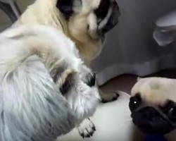 (VIDEO) Dogs Attempt to be Friends, But End Up Being Frenemies in This Hilarious Video…