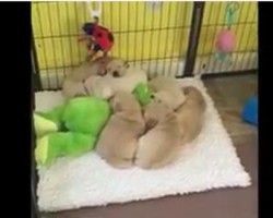 (VIDEO) These Puppies Are Snuggling Together When an Unexpected Intruder Arrives – Just Watch!