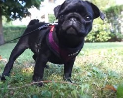 (VIDEO) Molly the Pug is So Adorable, I Just Can’t Take It. When You See THIS? You’ll Go “AWW!”