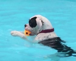 (VIDEO) This Dog Enjoys Hanging Out in the Pool… Just Like a Human! Incredible!