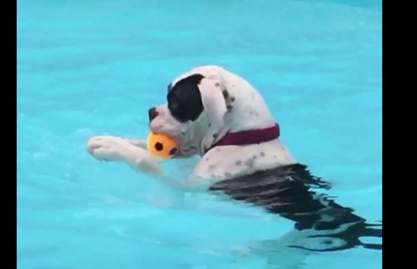 Pool Boxer