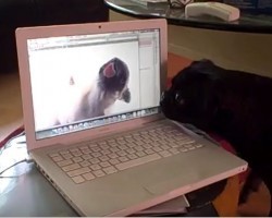 (VIDEO) Tank the Pug Sees Another Doggy on the Computer. Now See How He Acts When He Can’t Sniff and Meet Him!