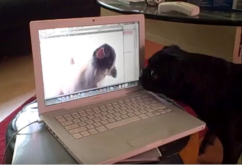 Pug Watching Pug Video