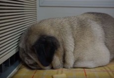 (VIDEO) Pug is Sleeping When His Mom Puts a Treat Near By. Now Keep Your Eyes on His Head…