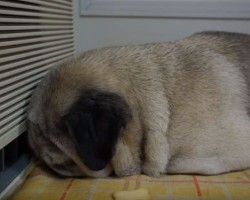 (VIDEO) Pug is Sleeping Away When Mom Puts a Treat Near Him. Now Keep Your Eyes on His Head…